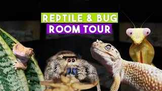 REPTILE & BUG ROOM TOUR 2022