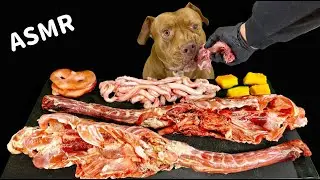 ASMR MUKBANG PITBULL EATING RAW FOODS DUCK CARCASS SHEEP PENIS