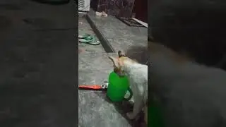 tiktok Naruh Gelas ditinggal Bentar Eh Di minum Kucing