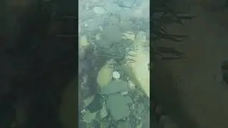 Ещё рыбки - Дедеркой 31.08.2024