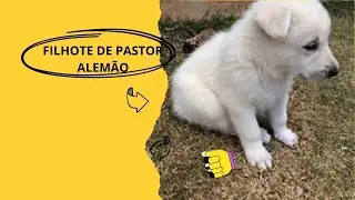 Filhote de Pastor Alemão Albino - Fofo