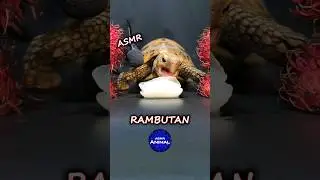 ASMR Eating Rambutan Fruit Mukbang 🤍 Turtle Tortoise