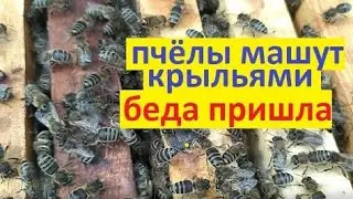 #Пчёлы