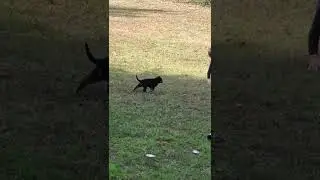 Blue Collar Blk/Tan GSD male - Volhards Clip 7