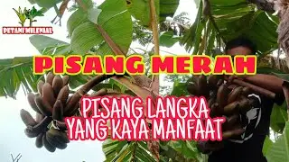 PISANG MERAH PISANG LANGKA KAYA MANFAAT