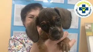 У НАС ОТЛИЧНАЯ НОВОСТЬ ТАКСЕНЫШ ЛУНТИК НАШЕЛ ВЛАДЕЛЬЦЕВ