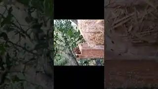 Я В ШОКЕ😲ЛОВУШКА-ЯЙЦО СРАБОТАЛА. СКОРО БУДЕТ ВИДОС⬇️⬇️⬇️