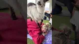 Goat yoga ?
