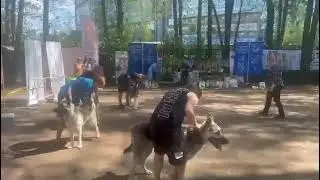юниоры кобели сравнение