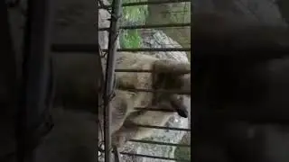 Охота на медведя!