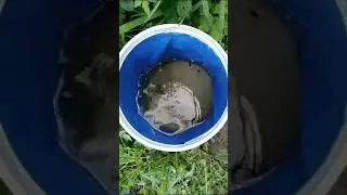 Первый карась