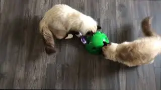 Kona and Cruz Pop N Play
