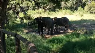 Watch the elephants drinking water at Tintswalo Safari Lodge