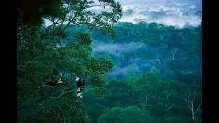 Suara Hutan Kalimantan (Relaksasi Suara Hutan Kalimantan)