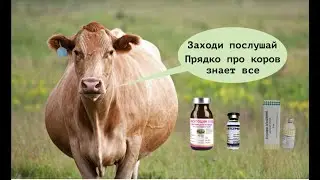 ВЕБИНАР. ВОСПРОИЗВОДСТВО КОРОВ. ВАЖНЫЕ ВОПРОСЫ.