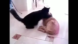 Коты против собак))Смех:) Подборка)