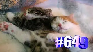 Кошки спят Милота (часть 2)👍🤣🐱