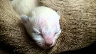 Newborn kitten sleeps
