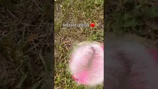 Destroying ant hills. Part 1 