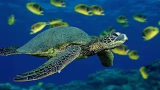 Cute turtle 😝 animals 😍