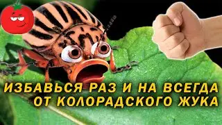 Народное средство раз и навсегда отпугнуло колорадского гада!