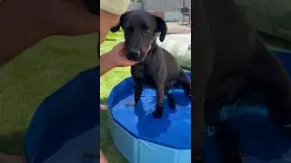 Un chien pourri gâté finalement.. et c’est ok ! 👌🏼