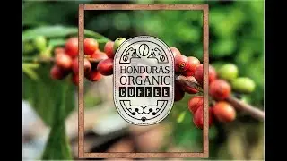Honduras Organic Coffee,,,, Real Organic Coffee/ EER PICTURES