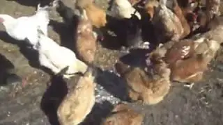 Feeding chickens fish.