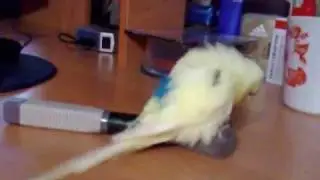 Попугайское порно с кисточкой.mp4