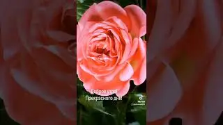 Доброе утро! Прекрасного дня!