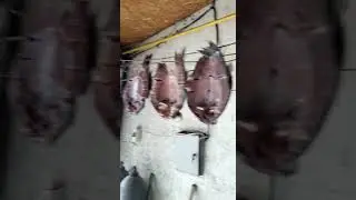 #карась