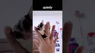 The Flight of the Sugar Glider