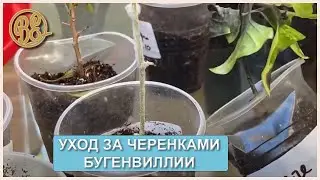 Уход за черенками бугенвиллий