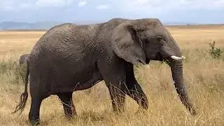 Elephant 🐘 can eat upto 250 kilogrammes of feed in a day .