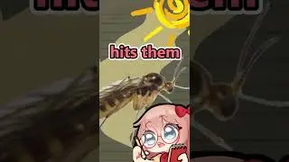 Gnats are cool insects! 