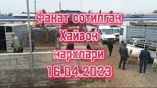 Факат сотилган Хайвон нархлари 16 апрель 2023