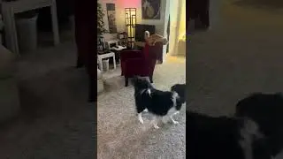 Dog and cat play tag