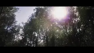 Unreal Engine 5 Forest Environment