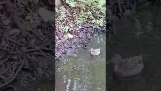 Утята