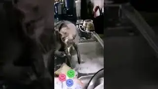Кот любящий море😆😜 😆 Смешные видео 2021 😁новинки 2021