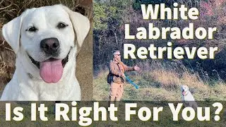 White English Labrador Retriever | Is It Right For You?