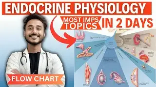 endocrine physiology in 2 days | how to study endocrine physiology important topics
