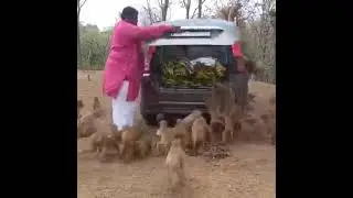 Animal lover | 🐵monkey feeding | Awesome video | PopCorn First