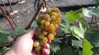 19 октября 2024 года. Виноград САМОРОДОК (Остапенко Г. И.) на участке Сергея Дьякова, г. Липецк.