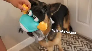 German Shepherds VS. Toy Crab