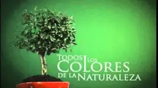 BONSAI PINTURAS KING