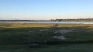 Crickets on Lemon Island