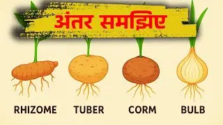 Rhizome Kya Hai? | Rhizome Tuber Bulb Corm | Stem Modifications