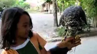 falconry training with crested serpent eagle.flv