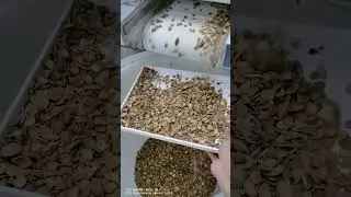 AMD InGaAs Sorting Machine to Separate Almond Kernel and Shell  